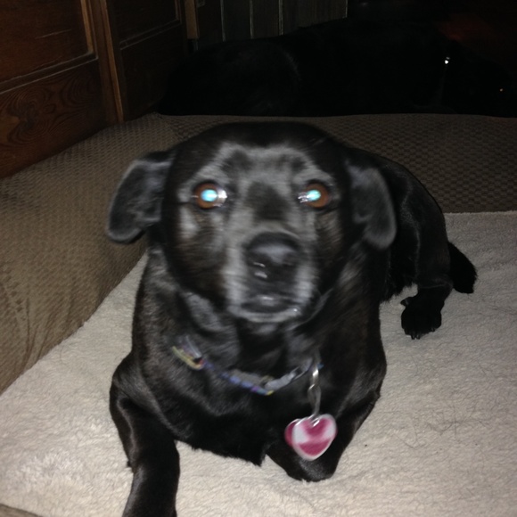 Meet your Posher, Timothy - Picture 4 of 4